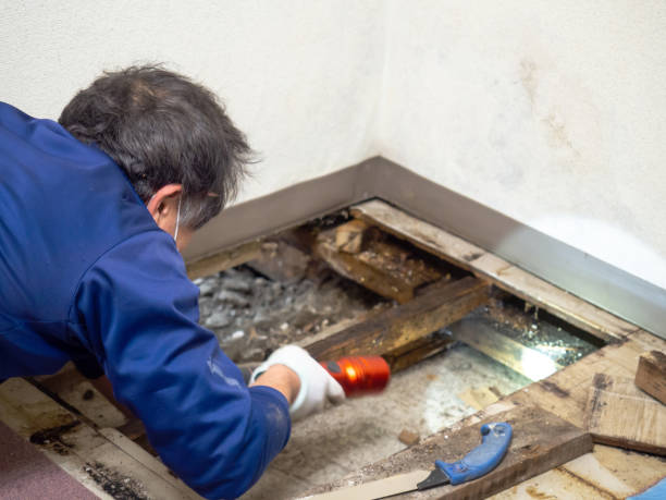 Best Mold Removal Near Me  in Bridgetown, OH