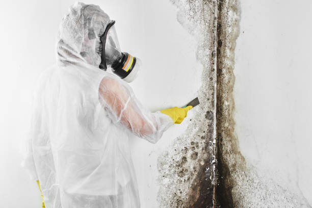 Best Office Mold Removal Services  in Bridgetown, OH