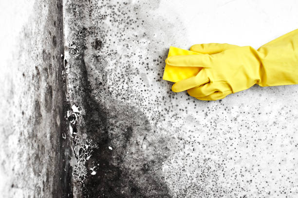 Best Residential Mold Removal  in Bridgetown, OH