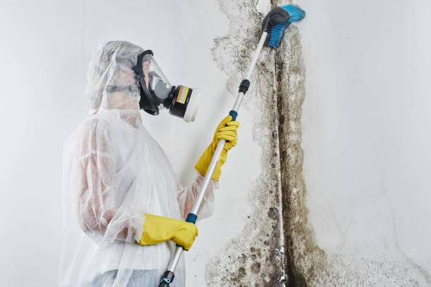 Best Home Mold Removal  in Bridgetown, OH