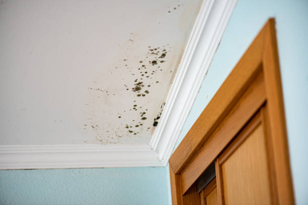 Best Toxic Mold Removal  in Bridgetown, OH