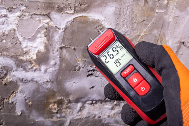 Best Mold Damage Repair  in Bridgetown, OH