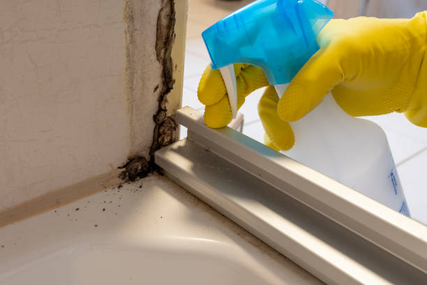Best Home Mold Removal  in Bridgetown, OH