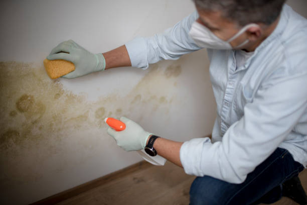 Best Affordable Mold Removal  in Bridgetown, OH