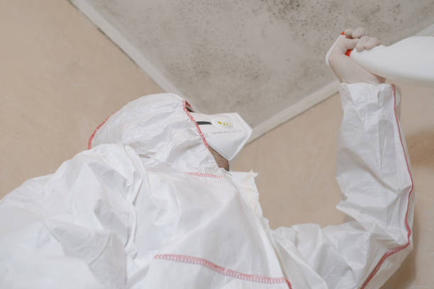 Best Professional Mold Removal  in Bridgetown, OH