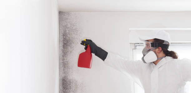 Best Office Mold Removal Services  in Bridgetown, OH