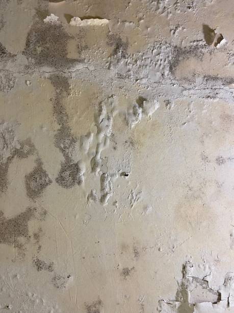 Best Mold Damage Repair  in Bridgetown, OH