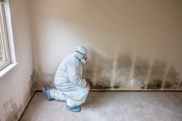 Best Emergency Mold Removal  in Bridgetown, OH