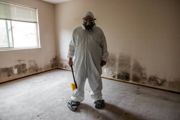 Best Fast Mold Removal  in Bridgetown, OH