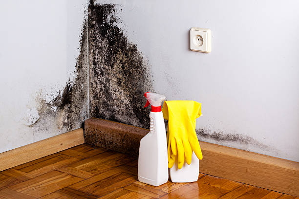 Best Crawl Space Mold Removal  in Bridgetown, OH