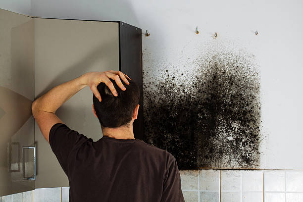 Best Certified Mold Removal  in Bridgetown, OH