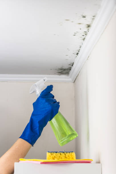 Best Certified Mold Removal  in Bridgetown, OH